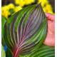 HOSTA RED NINJA