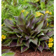 HOSTA RED NINJA