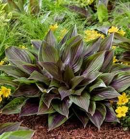 HOSTA RED NINJA