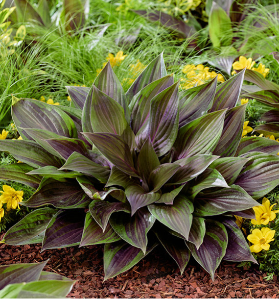 HOSTA RED NINJA