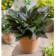 HOSTA RED NINJA
