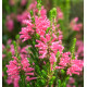 BRUYERE DU CAP AFRICAN CORAL