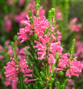 BRUYERE DU CAP AFRICAN CORAL