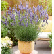 LAVANDE SENSATIONAL® Tesseract