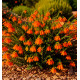 BRUYERE DU CAP AFRICAN ORANGE