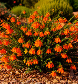 BRUYERE DU CAP AFRICAN ORANGE