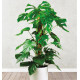 MONSTERA DELICIOSA