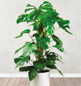 MONSTERA DELICIOSA