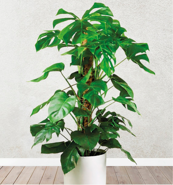MONSTERA DELICIOSA