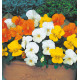 VIOLA CITRUS EN MÉLANGE