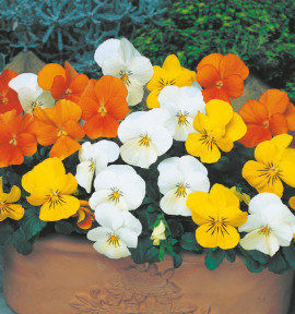 VIOLA CITRUS EN MÉLANGE