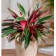 CALATHEA TRIOSTAR