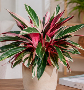 CALATHEA TRIOSTAR