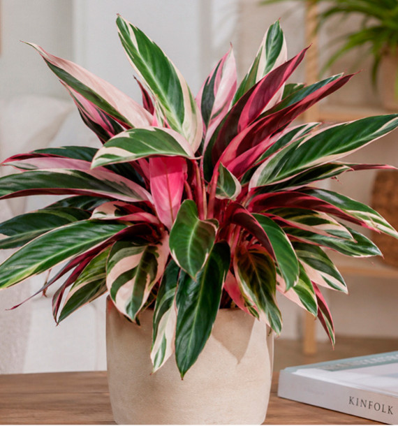 CALATHEA TRIOSTAR