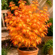 ERABLE DU JAPON ORANGE DREAM