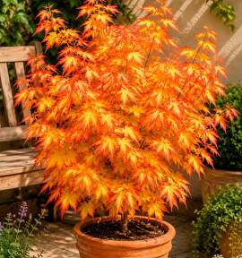 ERABLE DU JAPON ORANGE DREAM