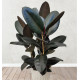 FICUS ABIDJAN