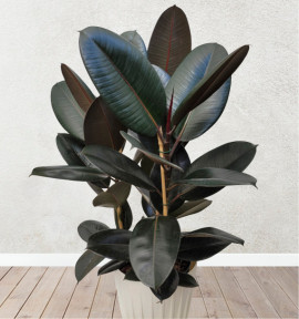 FICUS ABIDJAN
