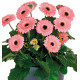 GERBERA GARVINEA SWEET PASTRY