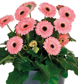 GERBERA GARVINEA SWEET PASTRY