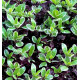 PITTOSPORUM BANNOW BAY®