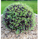 PITTOSPORUM BANNOW BAY®