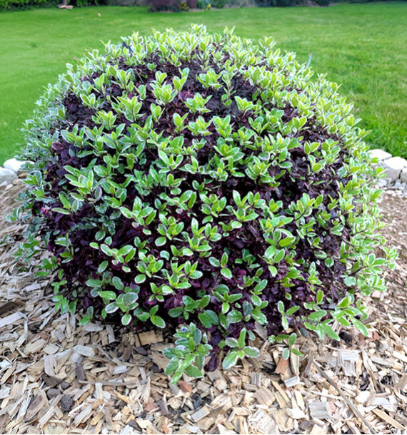 PITTOSPORUM BANNOW BAY®