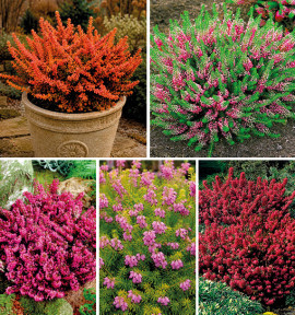 COLIBRIANT 5 BRUYÈRES : 1 WINTER CHOCOLATE + 1 MRS MAXWELL + 1 MYRETOUN RUBY + 1 MARY HELEN + 1 KRAMER’S ROTE