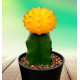 CACTUS GYMNOCALYCIUM JAUNE
