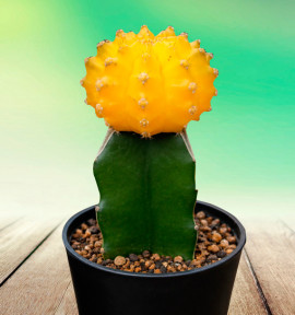 CACTUS GYMNOCALYCIUM JAUNE