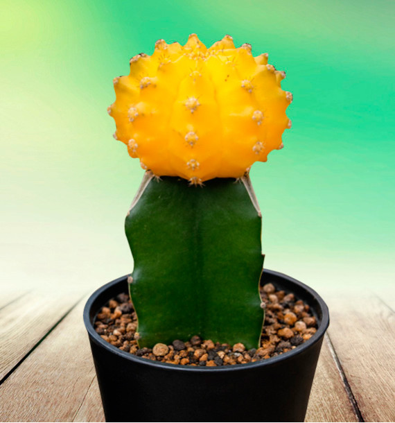 CACTUS GYMNOCALYCIUM JAUNE