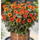 HELIOPSIS LUNA ROJA