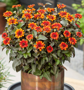 HELIOPSIS LUNA ROJA