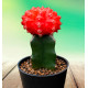 CACTUS GYMNOCALYCIUM ROUGE