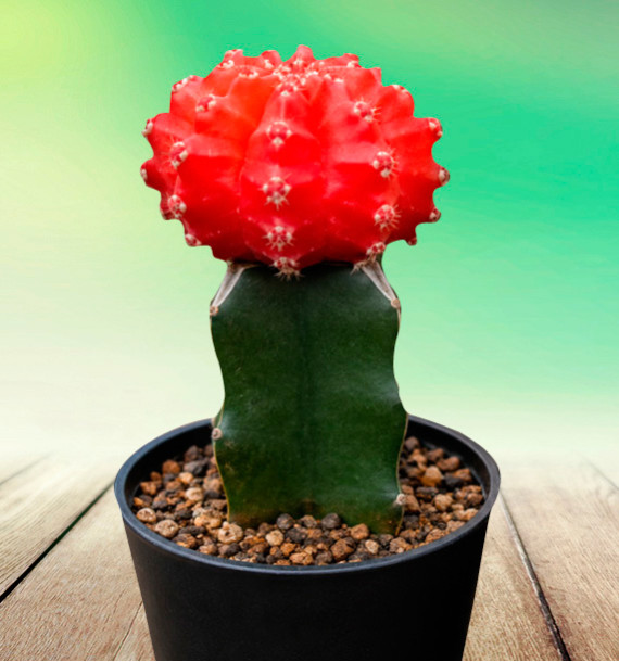 CACTUS GYMNOCALYCIUM ROUGE