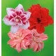 COLIBRIANT 3 AMARYLLIS DOUBLES : 1 ELVAS + 1 DOUBLE KING + 1 LADY JANE