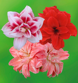 COLIBRIANT 3 AMARYLLIS DOUBLES : 1 ELVAS + 1 DOUBLE KING + 1 LADY JANE