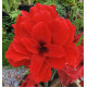 AMARYLLIS DOUBLE KING
