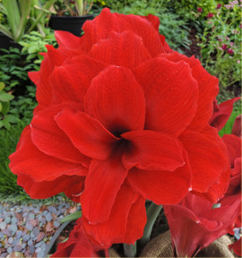 AMARYLLIS DOUBLE KING