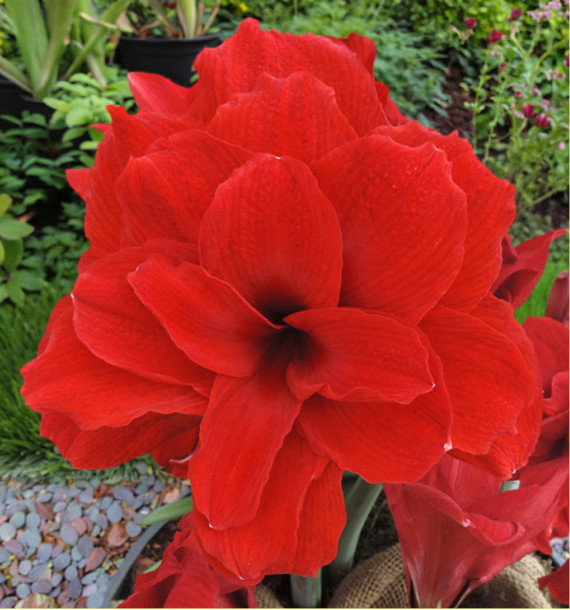 AMARYLLIS DOUBLE KING