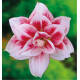 AMARYLLIS ELVAS