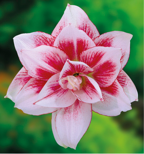 AMARYLLIS ELVAS