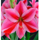 AMARYLLIS GERVASE