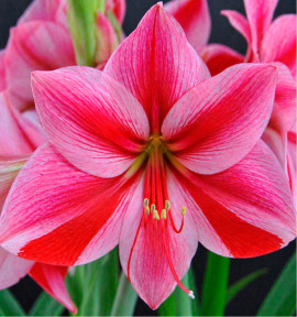 AMARYLLIS GERVASE