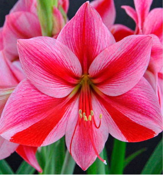 AMARYLLIS GERVASE