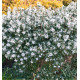 OSMANTHUS BURKWOODII