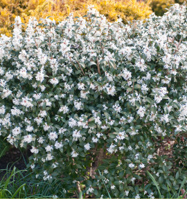 OSMANTHUS BURKWOODII