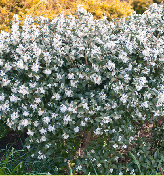 OSMANTHUS BURKWOODII
