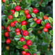 COTONEASTER HORIZONTALIS