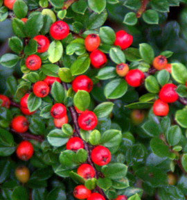 COTONEASTER HORIZONTALIS